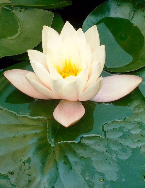2x Nymphaea 'Marliacea Albida' – Seerose – Winterheart – Zone 4 – ⌀11 cm - ↕25-35 cm