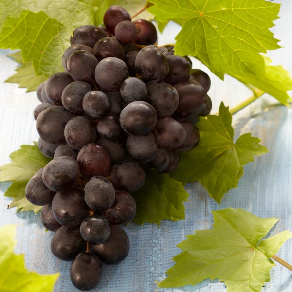 Bloomique - 2x Vitis Vinifera 'Boskoop Glory' - Weinpflanze - Blaue Trauben - Obstpflanzen - Gartenpflanzen - Winterhart - ⌀14 cm - Höhe 60-70 cm