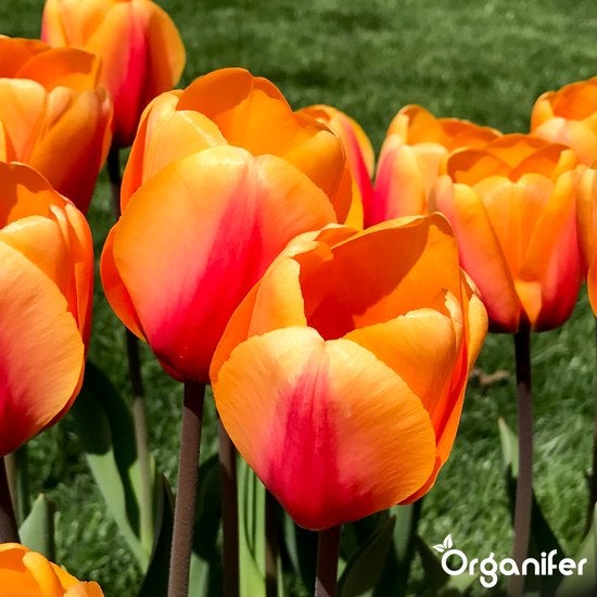 Nahaufnahme von orangefarbenen Tulpen im Garten.