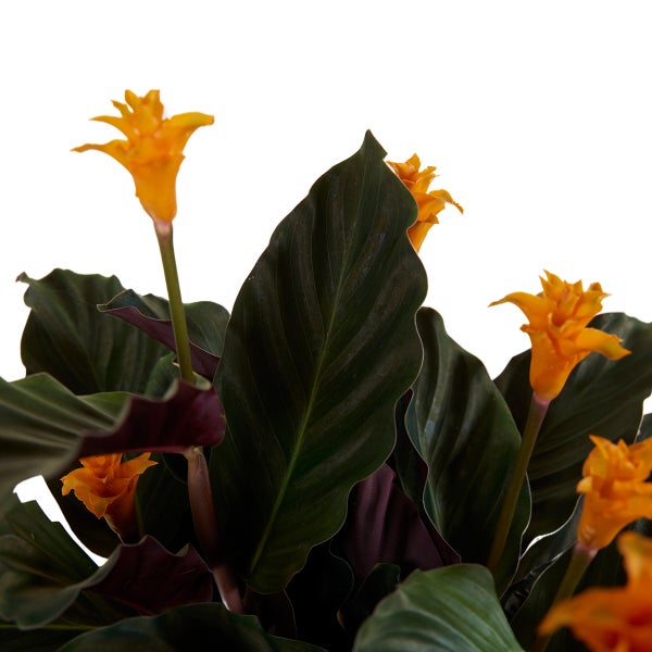 Bloomique - 2er Set - Calathea Crocata - Korbmarante - Zimmerpflanzen - Pflegeleicht - Luftreinigend - Höhe 40-50 cm - Topf 14 cm