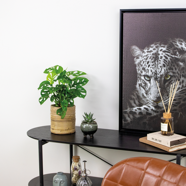Bloomique - Monstera adansonii - Monkey Leaf - Fensterblatt - Luftreinigende Zimmerpflanzen - Monstera Pflanze - Hängepflanze echt - Kletterpflanzen Zimmer - Höhe 20-25 cm - Topf 12 cm