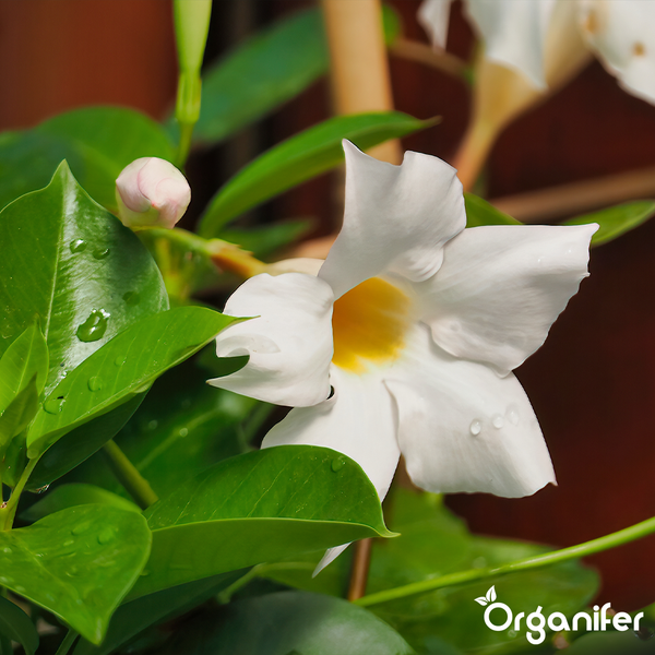 Nahaufnahme einer Mandevilla-Blüte mit gelber Mitte, einer Knospe, grünen Blättern und Wassertropfen. Organifer Logo.