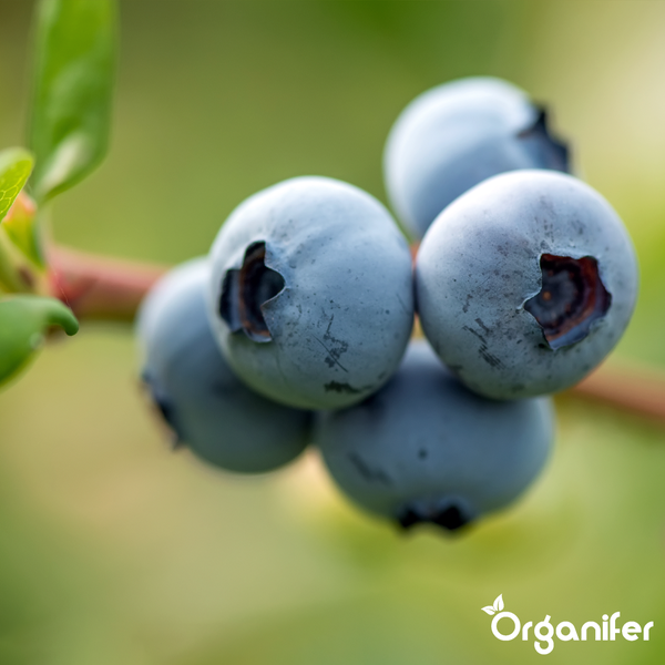 Blaubeeren am Strauch mit Organifer Logo.