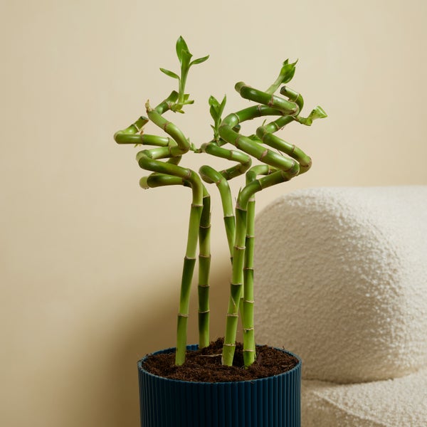 Bloomique – 5er-Set – Dracaena Sanderiana – Glücksbambus – Glücksbambus – Zimmerpflanzen – Luftreinigend – Pflegeleicht – 40–50 cm hoch
