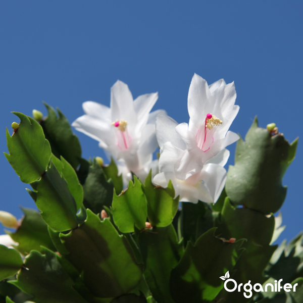 Weihnachtskaktus Schlumbergera mit weißen Blüten und gegliederten grünen Blättern sowie Organifer Logo.