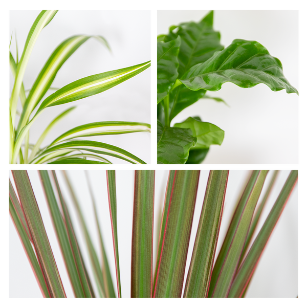 3x Zimmerpflanzen-Mix - Coffea - Dracaena - Chlorophytum - Luftreinigend - ⌀12 cm - 25-35 cm