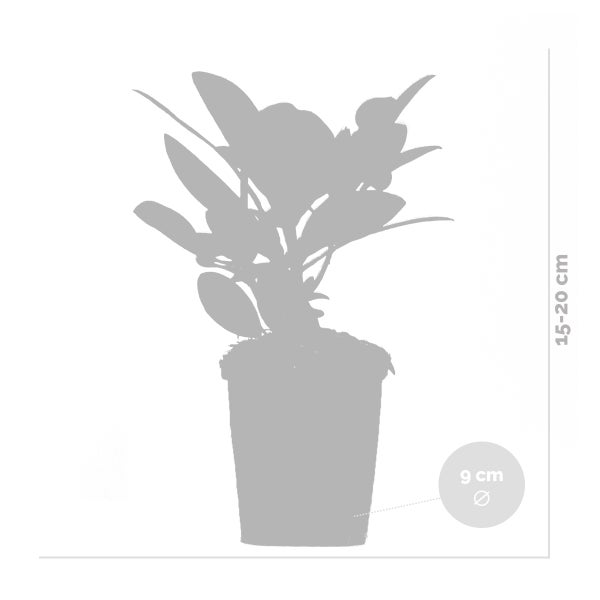 Bloomique - 3er-Set - Rhododendron - Lila, Rosa, Weiß - Immergrün - Winterhart - Gartenpflanzen - Höhe 15-20 cm - Topf 9 cm