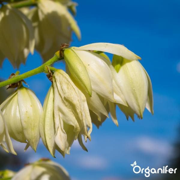 Nahaufnahme von cremeweißen Yucca-Blüten an einem grünen Stängel vor blauem Himmel. Organifer Logo.