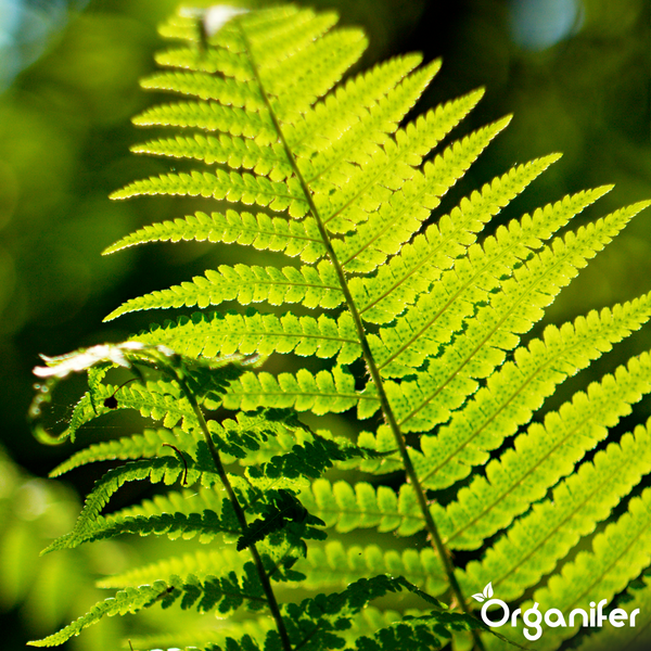 Helles Farnblatt im Garten mit durchscheinendem Sonnenlicht, Organifer Logo.