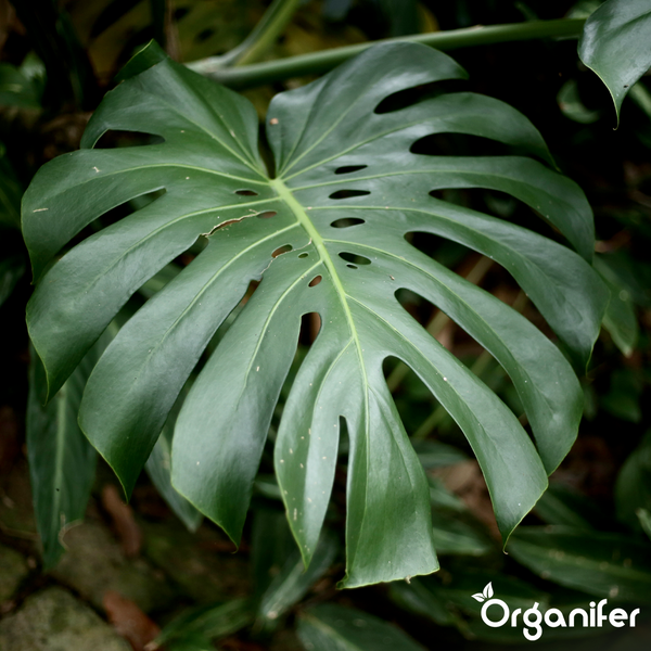 Großes Blatt einer Monstera Deliciosa mit charakteristischen Schlitzen und Löchern. Organifer Logo.