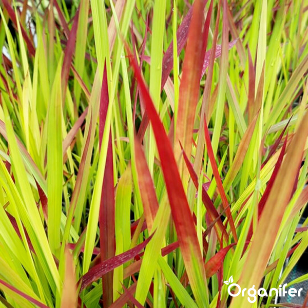 Japanisches Blutgras Red Baron, Imperata cylindrica, Ziergras mit aufrechten Blättern in Grün und Rot, Organifer Logo.
