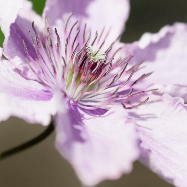 Bloomique - 2er-Set - Clematis Hagley Hybrid - Waldrebe - Rosa - Kletterpflanzen - Gartenpflanzen - Winterhart - Topf 15 cm - 70-80 cm hoch