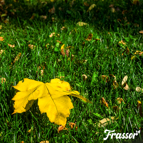 Herbstlaub auf einer Rasenfläche mit Frassor Logo.