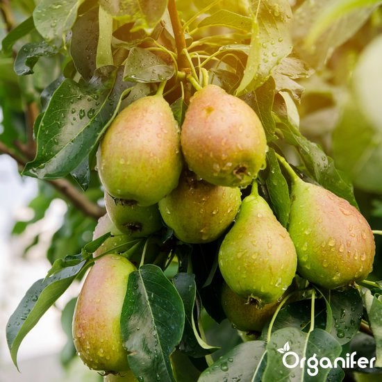 Birnenbaum mit reifen Früchten und grünen Blättern