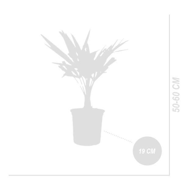 Bloomique - 2er Set - Trachycarpus Fortunei - Chinesische Hanfpalme - Palmen Winterhart Draußen - Höhe 50-60 cm - Topf 19 cm