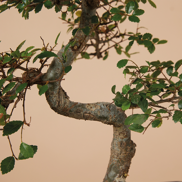 Bloomique - Bonsai Zelkova - S-Form - Bonsaibaum - Zimmerpflanzen - Höhe 20-30 cm - 15 cm breit - inklusive Keramiktopf und Schale