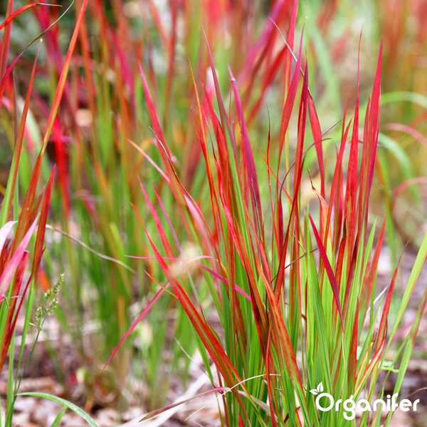 Japanisches Blutgras Red Baron mit aufrechten grünen und roten Halmen im Garten, Organifer Logo.