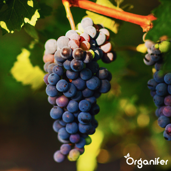 Blaue Weintrauben an einer Weinrebe im Garten, Organifer Logo.