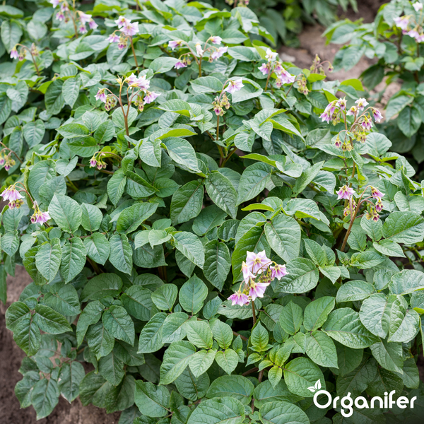 Blühende Kartoffelpflanzen mit grünen Blättern und hellvioletten Blüten auf einem Feld. Organifer Logo.