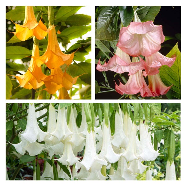 3x Brugmansia Mix – Engelstrompete – Kübelpflanze – Immergrün – ⌀9 cm - ↕25-30 cm