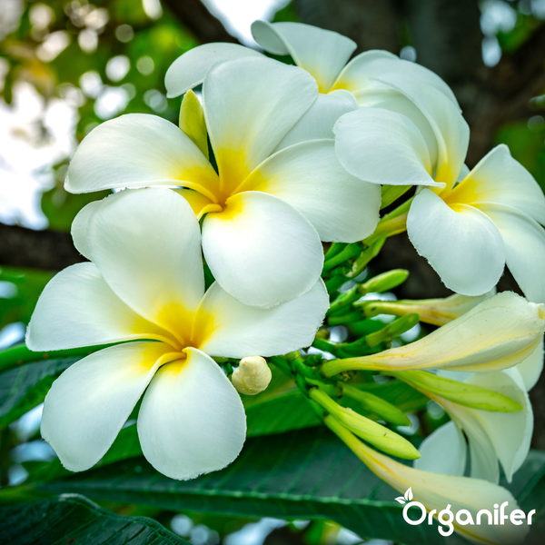 Nahaufnahme von Plumeria-Blüten mit weißen Blütenblättern und gelber Mitte, grünen Blättern und Organifer Logo.