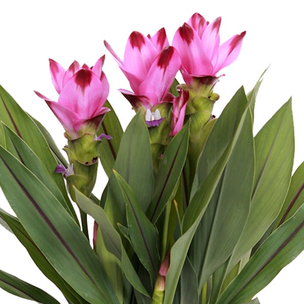 Bloomique - Curcuma Siam - Kurkuma Pflanze - Siamesische Tulpe - Blühende Zimmerpflanzen - Luftreinigend - Höhe 50-60 cm - Topf 14 cm