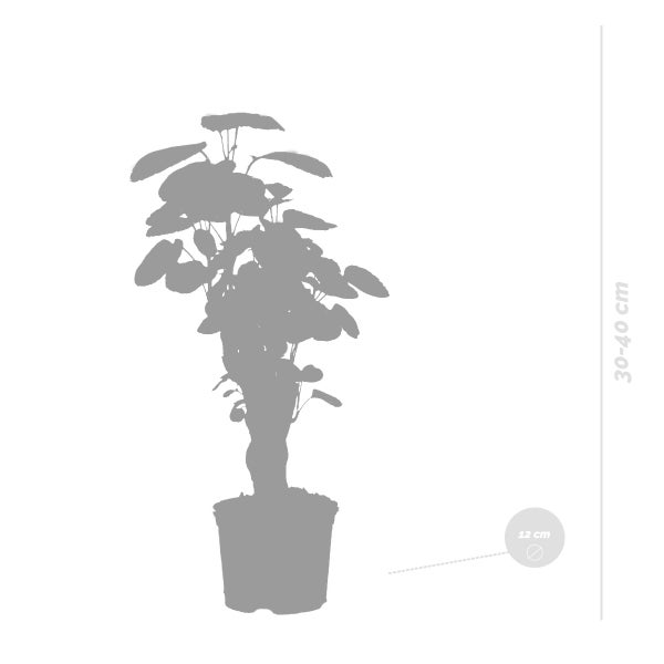 Bloomique - Polyscias Fabian - Aralie - Zimmerpflanzen - Pflegeleicht - Luftreinigend - Höhe 30-40 cm - Topf 12 cm