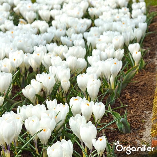 Feld mit weißen Krokussen im Garten