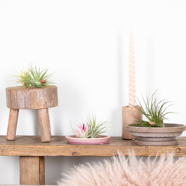 5x Tillandsia Mix - Luftpflanzen - Zimmerpflanze - Pflegefreundlich