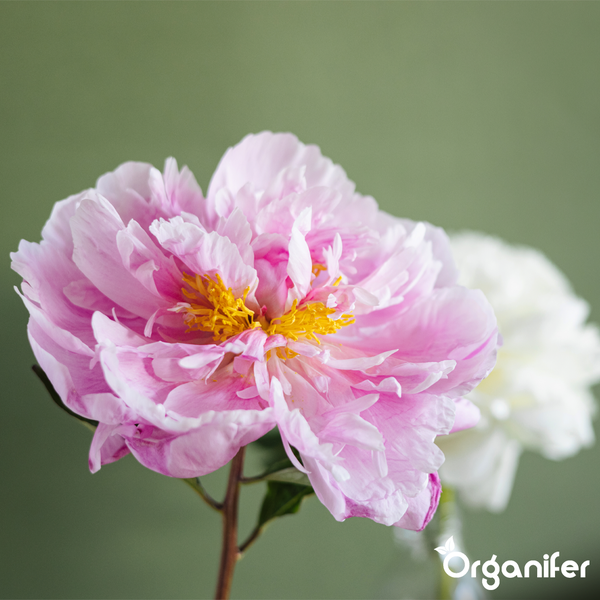 Nahaufnahme einer rosa Pfingstrose in voller Blüte mit grünen Blättern und dem Organifer Logo.