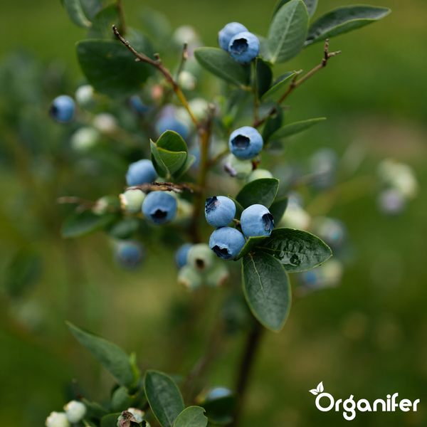 Nahaufnahme eines Heidelbeerstrauchs mit reifen Beeren und Blättern. Organifer Logo.