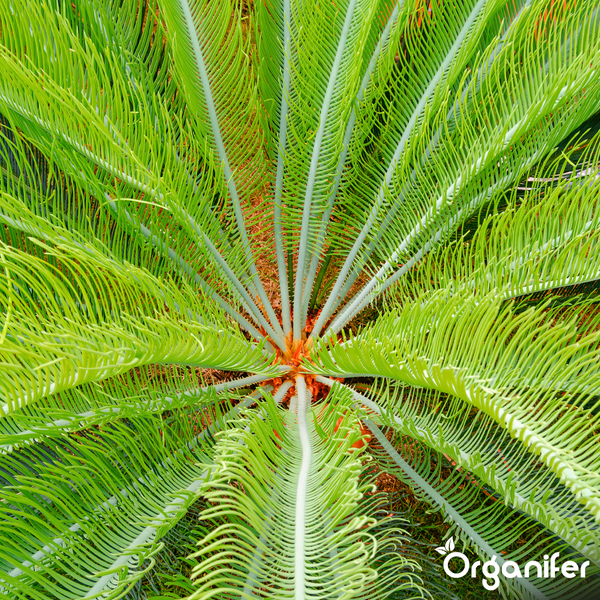Draufsicht auf eine Cycas revoluta mit strahlenförmig angeordneten Blattwedeln und Organifer Logo.
