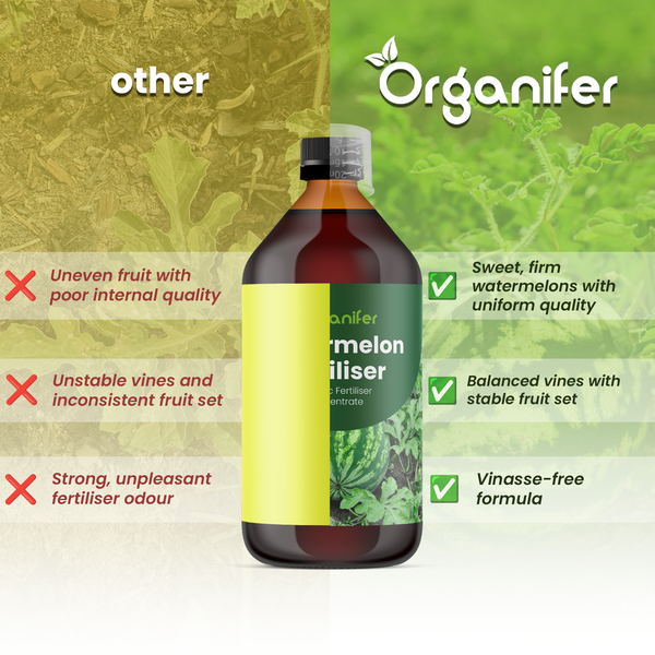 Organifer Logo und Flasche Wassermelonendünger mit Vergleich der Vorteile wie hohe Fruchtqualität, stabiles Wachstum und vinassefreie Rezeptur.