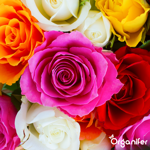 Nahaufnahme eines bunten Rosenstraußes mit pinken, roten, gelben und weißen Blütenköpfen. Organifer Logo.