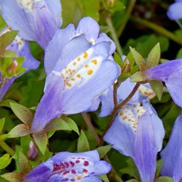 Mazus Reptans – Blaue Mazus – Teichpflanze – Bodendecker – Zone 1/2 – ⌀09cm – ↕15-25 cm