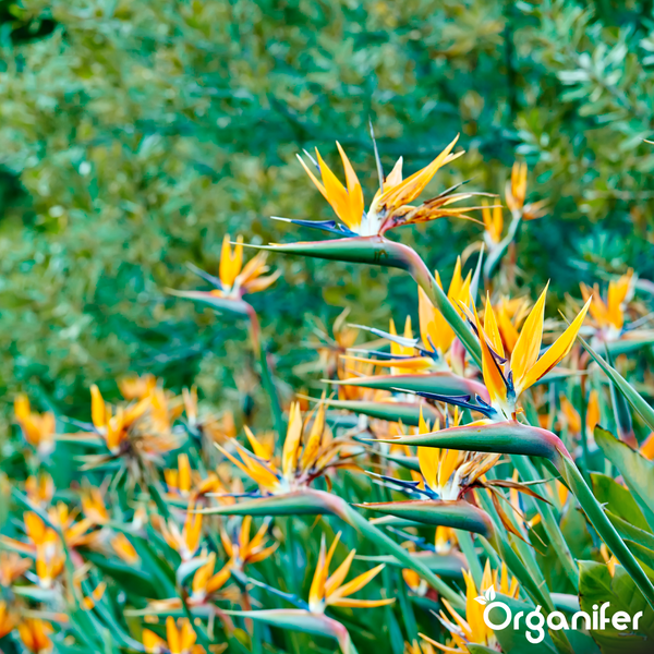 Helle Gartenszene mit blühenden Paradiesvogelblumen Strelitzia reginae. Organifer Logo.