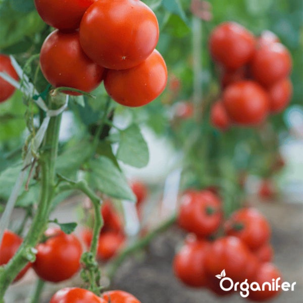 Tomatensamenpaket - 13 Sorten - Organifer