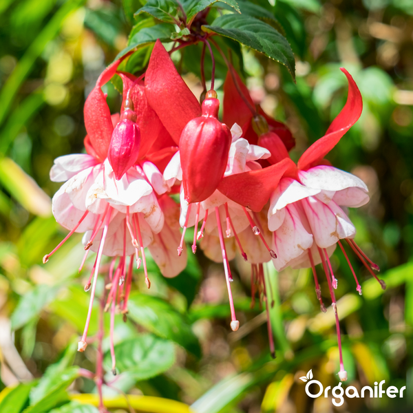 Hängende Fuchsienblüten mit roten Kelchblättern, hellrosa Kronblättern und langen Staubfäden. Organifer Logo.