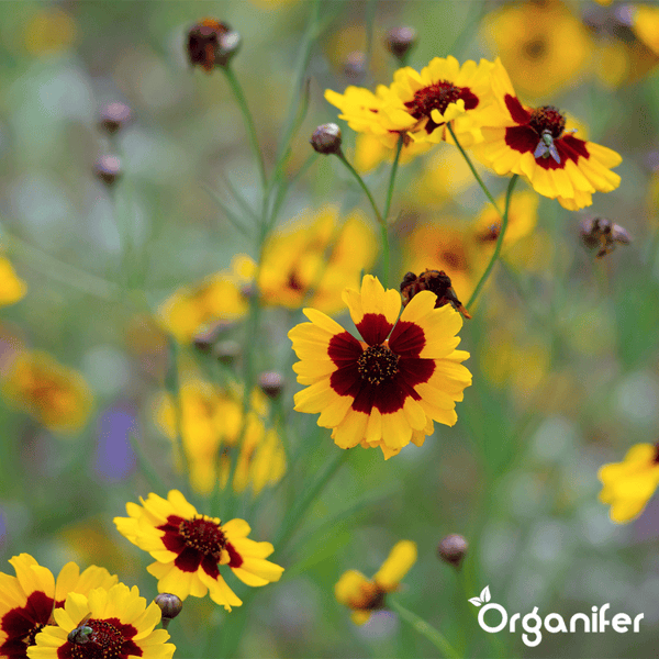 Gelbe Mädchenauge-Blüten mit dunkelroter Mitte und grünen Stielen, Insekten bei der Bestäubung. Organifer Logo.