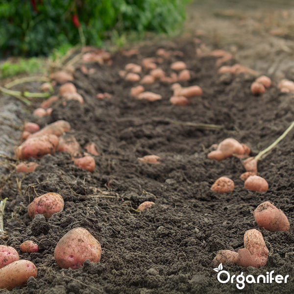 Abbildung eines Einsteckschlosses mit Maßangaben