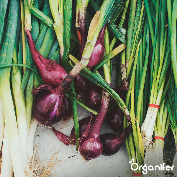 Sockelleiste, 70 Millimeter hoch, 20 Millimeter tief, 1 bis 25 Meter lang