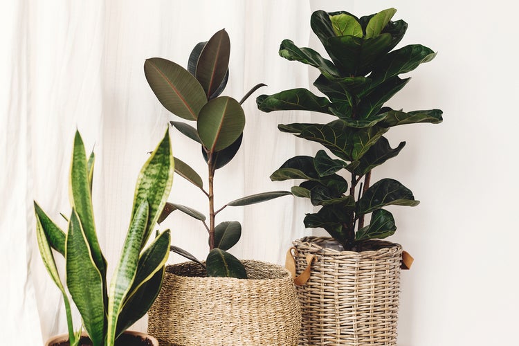 Ficus Lyrata 'Kind' | Geigenblattpflanze pro Stück - Zimmerpflanze im Kindergartentopf cm17 cm - ↕50-60 cm