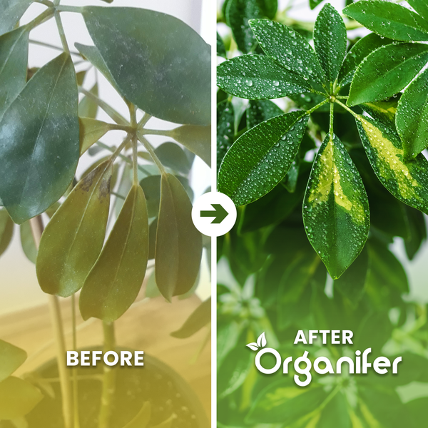 Vorher-Nachher-Vergleich einer Schefflera-Pflanze nach Anwendung von Organifer. Staubige und glänzende Blätter im Vergleich. Organifer Logo.