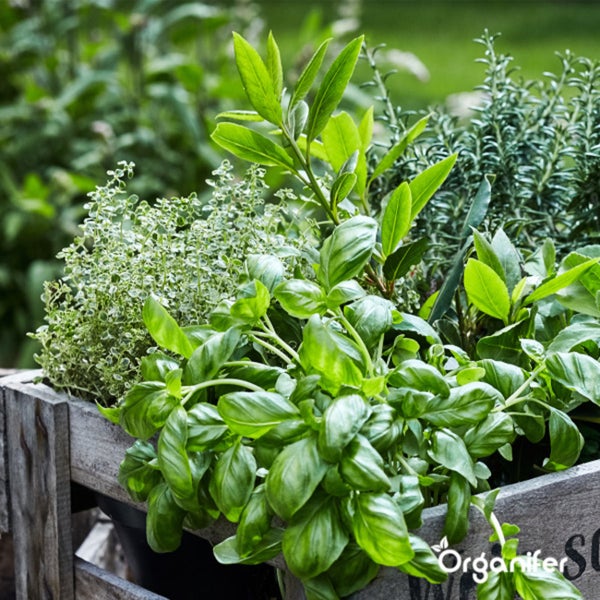 Biologisches Kräutersaatgutpaket – 10 Arten - Organifer