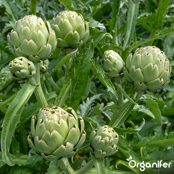 Artischocken an der Pflanze im Garten wachsend, Organifer Logo
