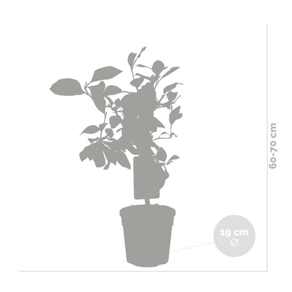 Bloomique - Citrus Limon - Zitrone - Zitronenbaum - Zitrusbaum - Obstbaum - Gartenpflanzen - 50-70 cm Hoch - Topf 19 cm