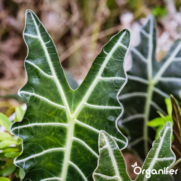 Blatt einer Alocasia mit markanten hellen Blattadern. Organifer Logo.