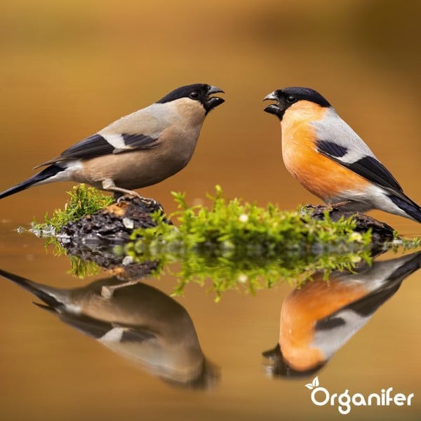 Vogelfutter für Gartenvögel – Hochenergie, Kein Abfall, Keine Keimung (10 kg) - Organifer