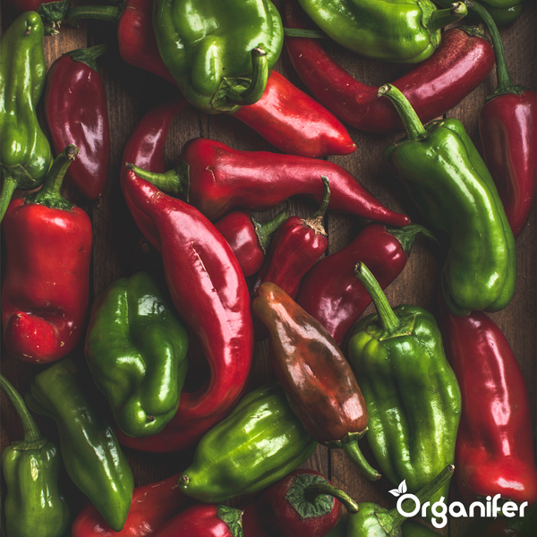 Frische rote und grüne Paprika- und Chilischoten verschiedener Sorten und Formen auf Holzoberfläche mit Organifer Logo.