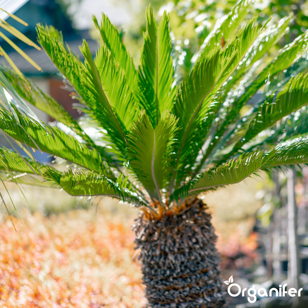 Cycas revoluta Sagopalmfarn mit gefiederten Blättern und strukturiertem Stamm im Freien. Organifer Logo.